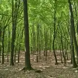 Magiczny las Nadleśnictwa Dobrzany: odkryj różnorodność drzew ekologicznych