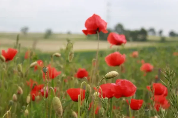W Kobylim trwają przygotowania do dożynek – muzyka już gra