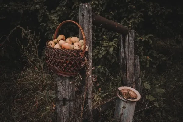 Przemienienie Pańskie na dawnej wsi: koniec żniw, wróżby z pogody i zwyczaje, które odchodzą w zapomnienie