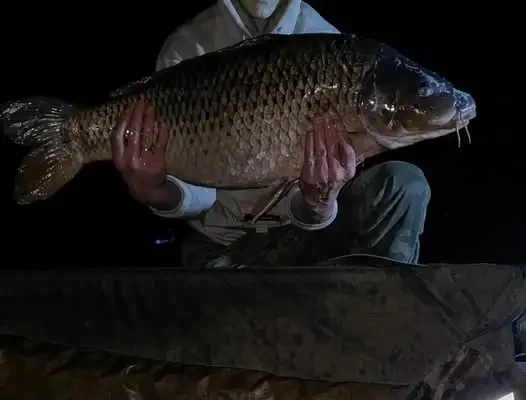 Nocny połów: karp ważący prawie 15 kg wrócił do wody