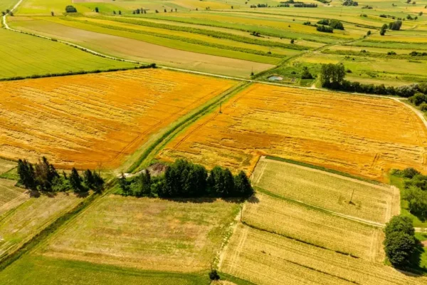 Tradycja Matki Boskiej Siewnej w Kobylim: wrzesień to czas zasiewów